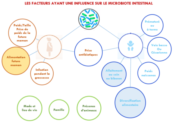 facteurs microbiote intestinal